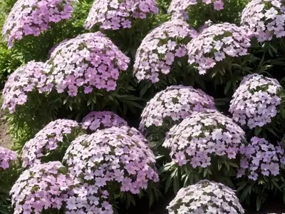 Garden Phlox (Phlox Paniculata ‘Shockwave’)