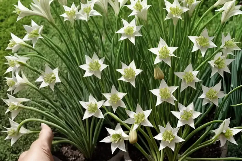 Garden star-of-bethlehem (ornithogalum umbellatum) — photo 3
