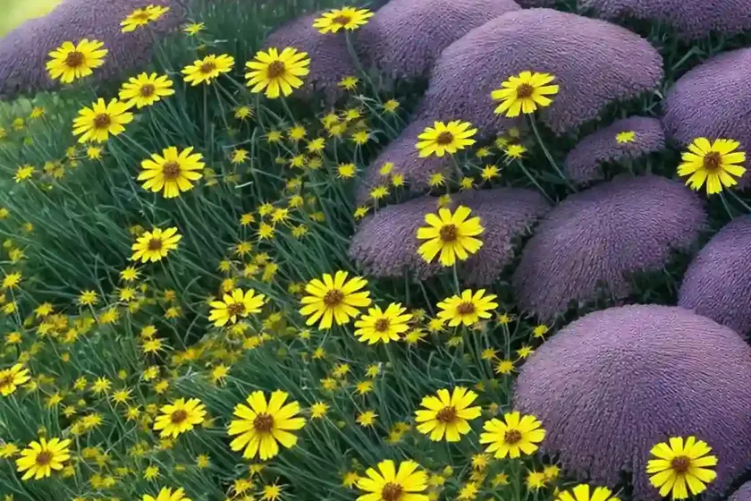 Garden tickseed (plains coreopsis) — photo 2