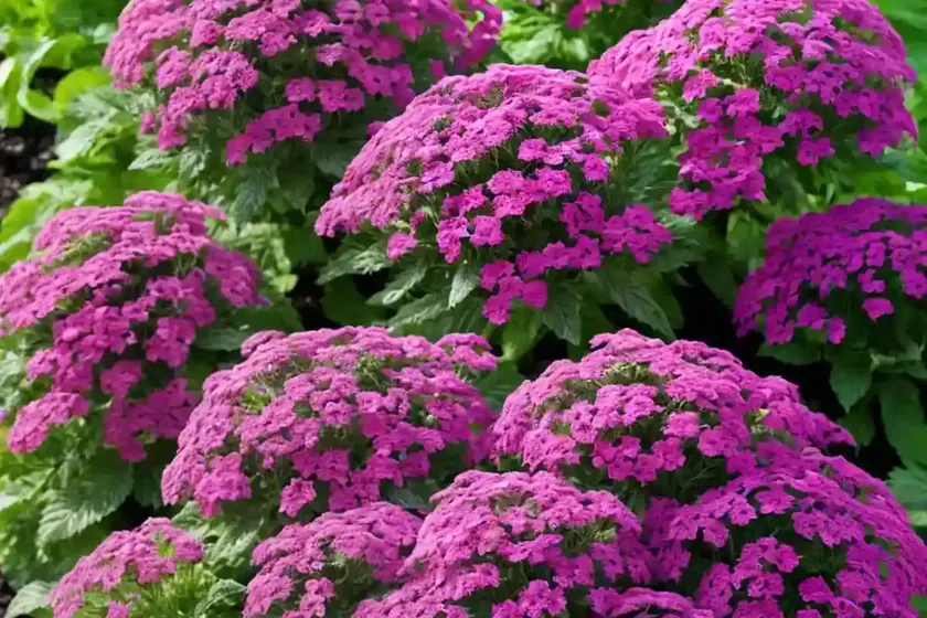 Garden verbena (verbena hybrida) — photo 2