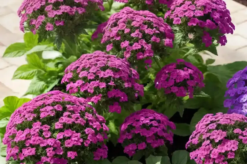 Garden verbena (verbena hybrida) — photo 3