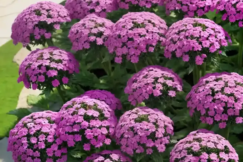 Garden verbena (verbena hybrida)