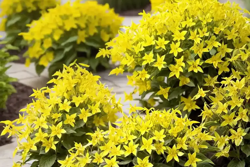 Garden yellow loosestrife (lysimachia vulgaris) — photo 2