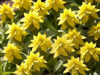 Garden Yellow Loosestrife (Lysimachia Vulgaris)