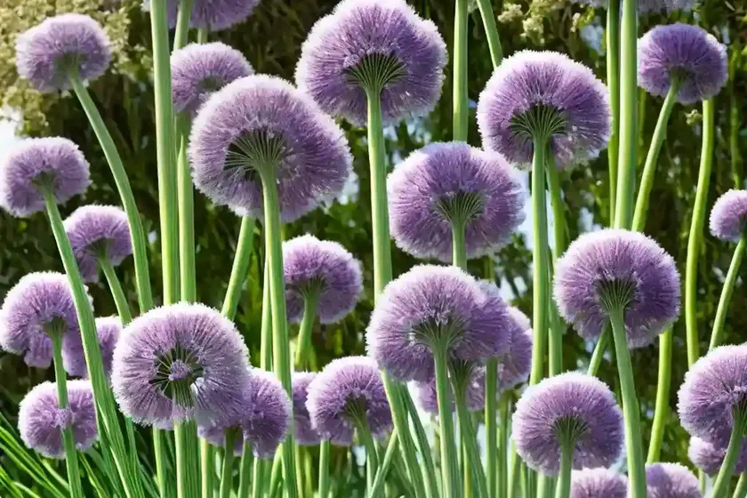 Garlic (Allium Sativum) — photo 2