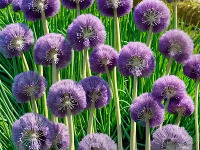 Garlic (Allium Sativum)