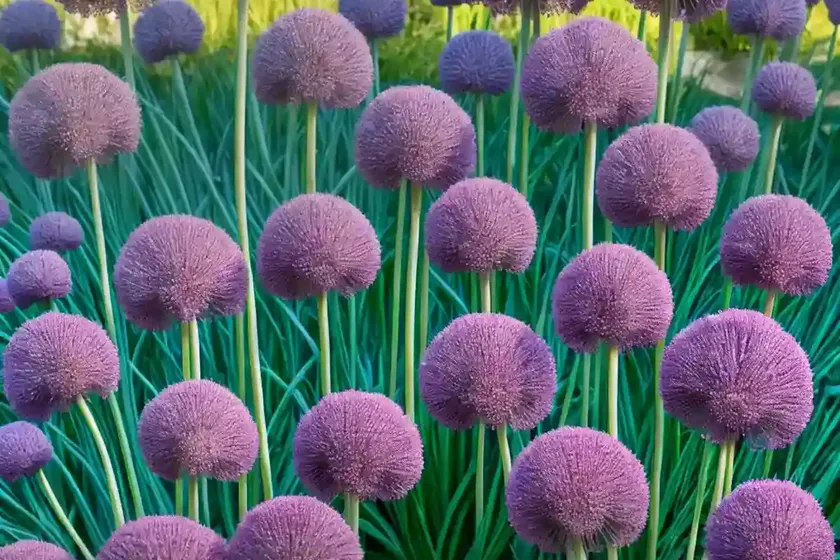Garlic (allium sativum ‘inchelium red’) — photo 2