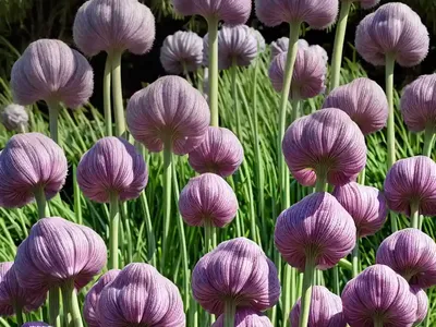 Garlic (Allium Sativum ‘Inchelium Red’)