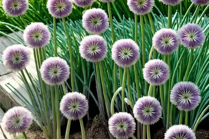 Garlic chive (allium tuberosum) — photo 3