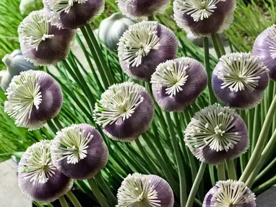 Garlic Chive (Allium Tuberosum)