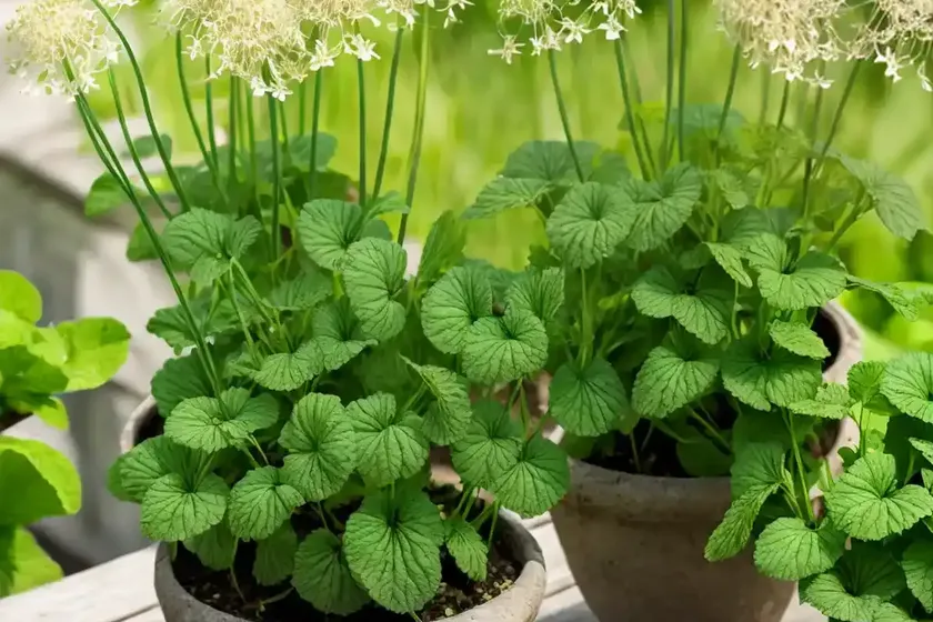 Garlic mustard (alliaria petiolata) — photo 2