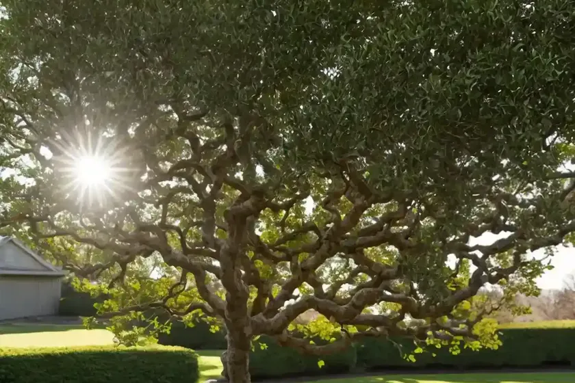 Garry oak (quercus garryana) — photo 2