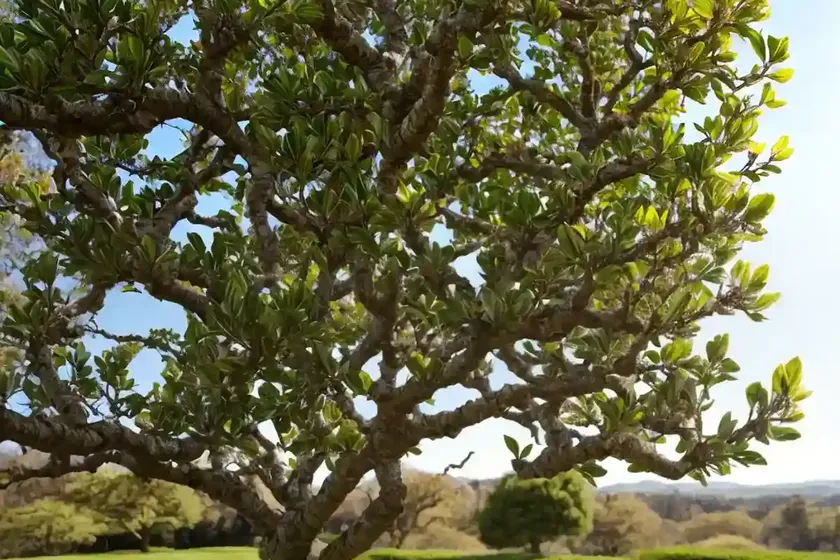 Garry oak (quercus garryana) — photo 3