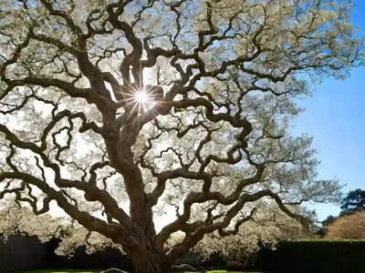 Garry Oak (Quercus Garryana)