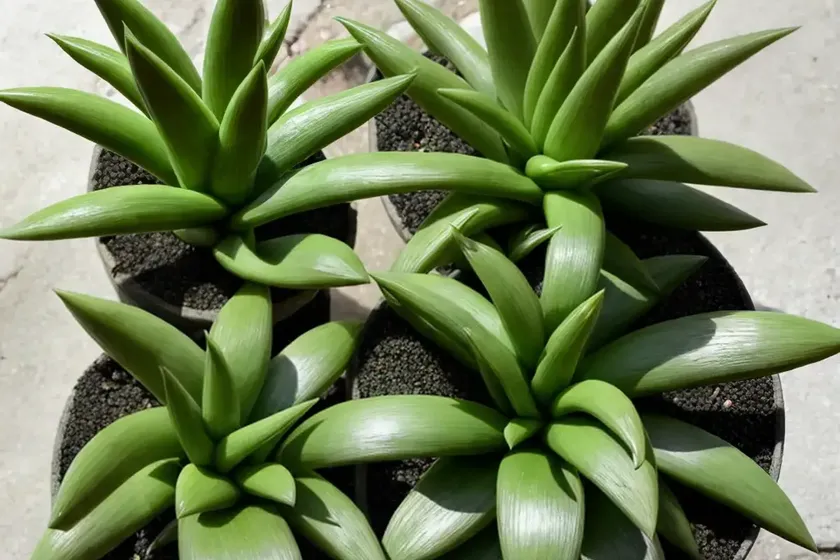 Gasterhaworthia (Gasterhaworthia) — photo 2