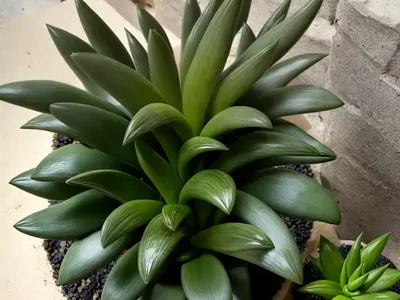 Gasterhaworthia (Gasterhaworthia)