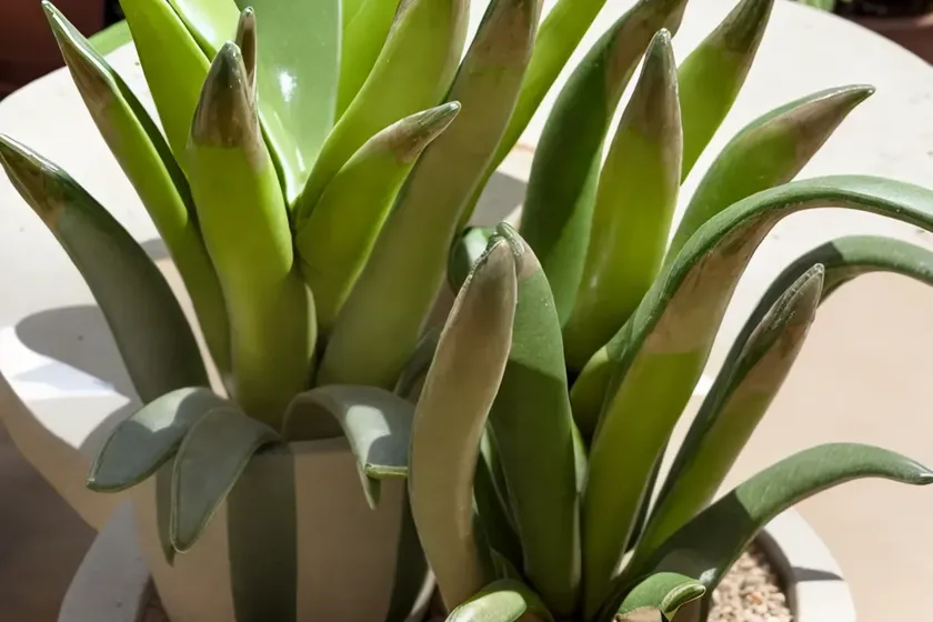 Gasteria okavango (gasteria ‘okavango’) — photo 3