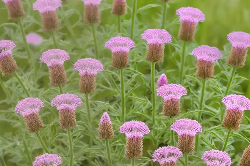 Gattinger’s Prairie Clover (Dalea Gattingeri) — photo 2