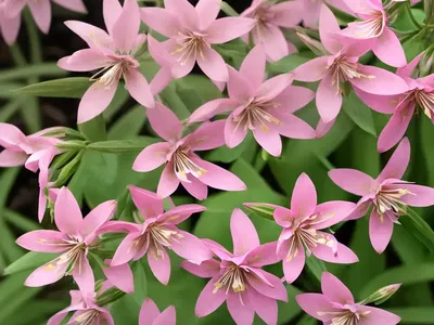 Gaura (Gaura Lindheimeri ‘Gaudpin’ STRATOSPHERE PINK PICOTEE)