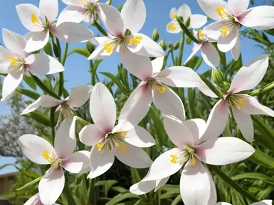 Gaura (Gaura Lindheimeri ‘Gautalwhi’ STRATOSPHERE WHITE)
