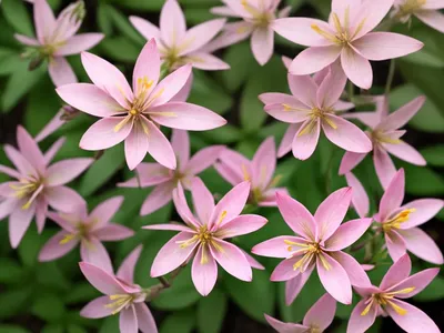 Gaura (Gaura Lindheimeri KARALEE PETITE PINK)