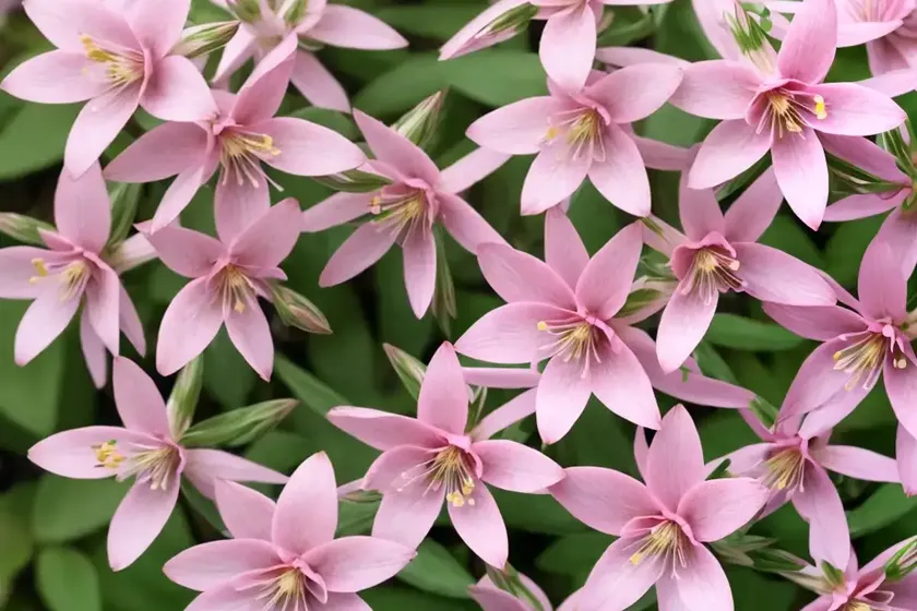 Gaura (gaura lindheimeri karalee pink picotee) — photo 2