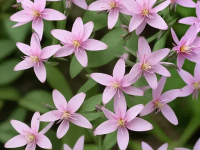 Gaura (Gaura Lindheimeri ‘Nugaupapil’ PAPILLON)