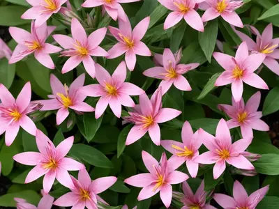 Gaura (Gaura Lindheimeri ‘Passionate Rainbow’)