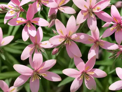 Gaura (Gaura Lindheimeri ‘Pink Cloud’)