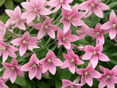 Gaura (Gaura Lindheimeri ‘Siskiyou Pink’)