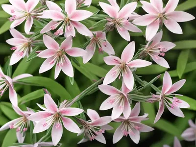 Gaura (Gaura Lindheimeri ‘Summer Breeze’)