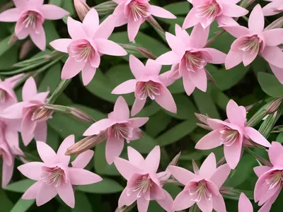 Gaura (Gaura Lindheimeri ‘Walgaupf’ PINK FOUNTAIN)