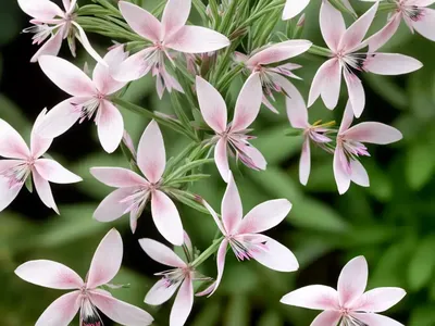 Gaura (Gaura Lindheimeri ‘Whirling Butterflies’)