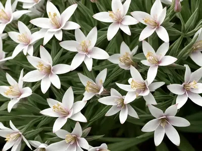 Gaura (Gaura ‘So White’)