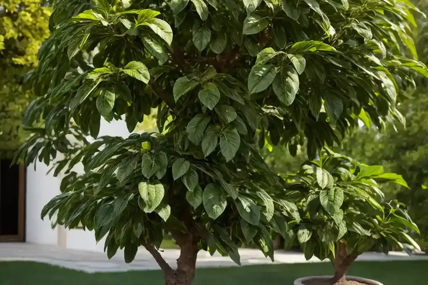 Geiger tree (cordia sebestena) — photo 2