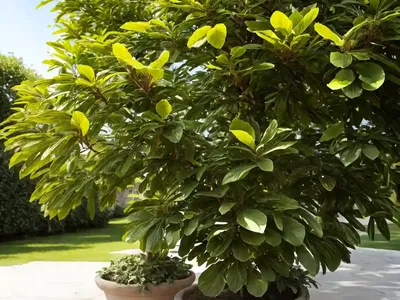 Geiger Tree (Cordia Sebestena)
