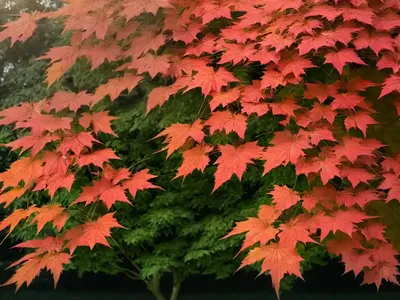 Geldreich’S Maple (Acer Heldreichii)
