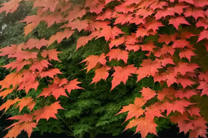 Geldreich’s maple (acer heldreichii)