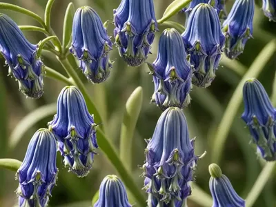 Gentiana Asclepiadea (Willow Gentian)