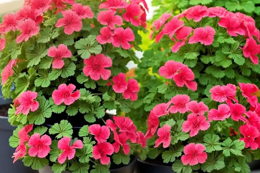 Geranium (pelargonium graveolens) — photo 2