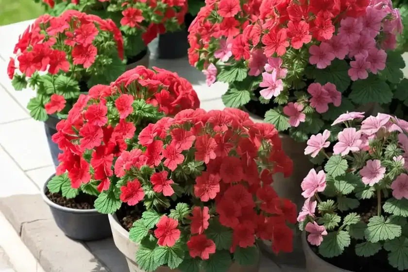 Geranium plant (pelargonium zonale) — photo 2