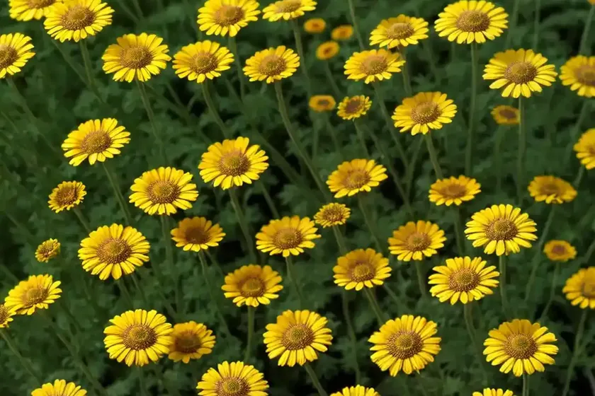 German chamomile (matricaria recutita) — photo 2