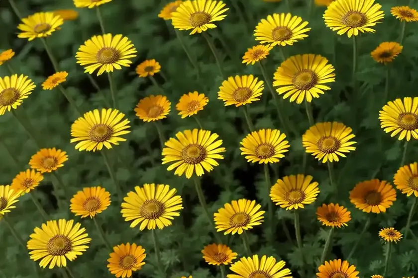 German chamomile (matricaria recutita) — photo 2