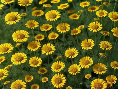 German Chamomile (Matricaria Recutita)