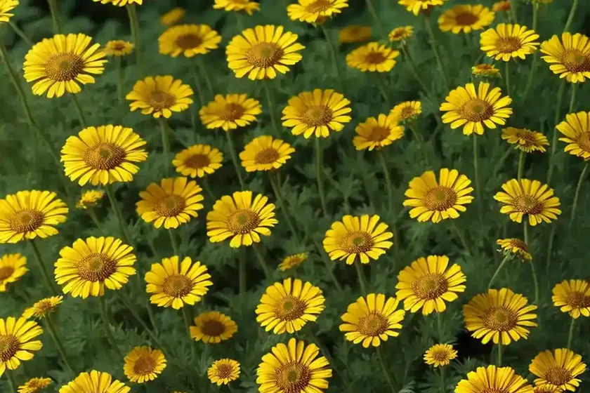 German chamomile (matricaria recutita)