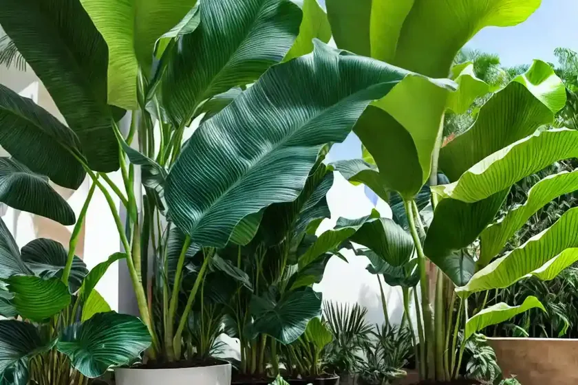 Giant Alocasia (Alocasia Macrorrhizos) — photo 3