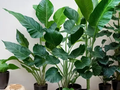 Giant Alocasia (Alocasia Macrorrhizos)
