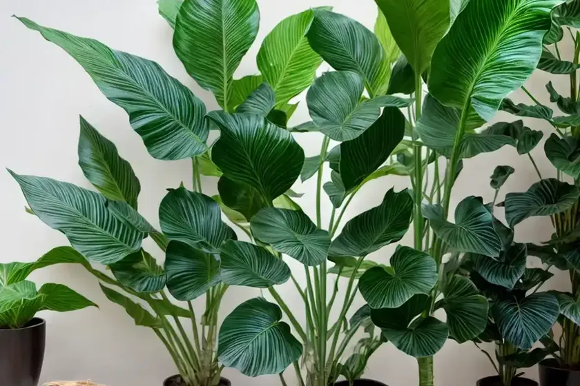 Giant Alocasia (Alocasia Macrorrhizos)