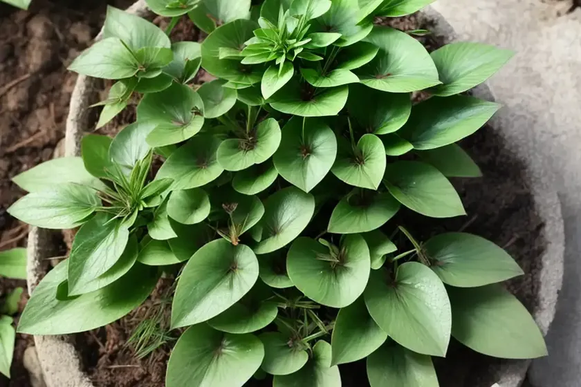Giant chickweed (myosoton aquaticum) — photo 2
