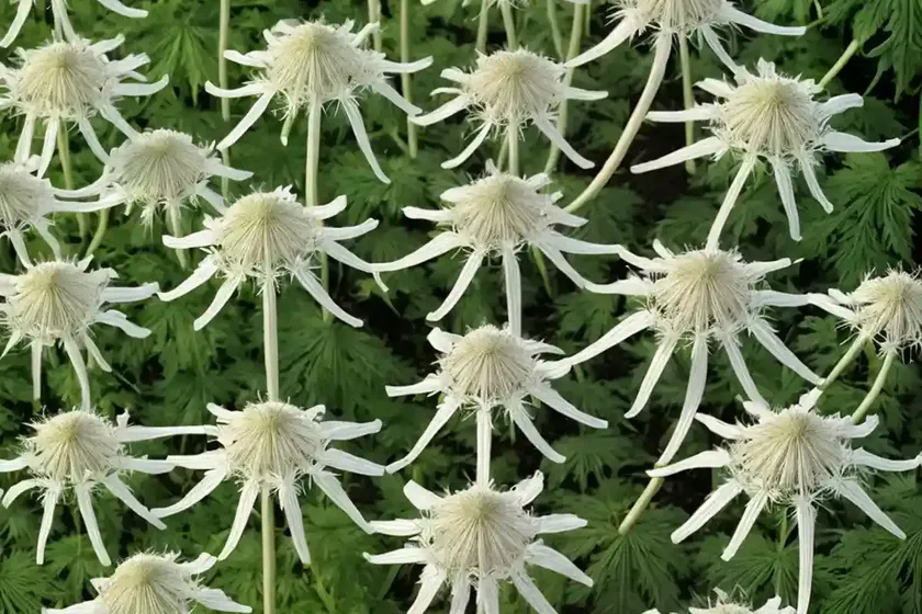 Giant hogweed (heracleum mantegazzianum) — photo 2